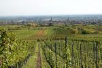 Weinberg Herbst