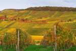 Herbst in den Weinbergen