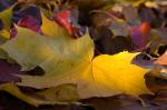 Herbstlaub  -1-