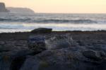 Coast Line - Doolin, Irland