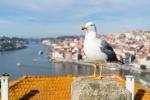 Möwe in Porto