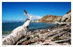 Kaikoura Shore