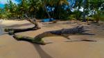 Baum am Strand