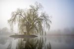 Baum im Nebel