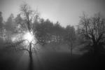 Wald in Nebel -2