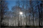 Nebel im Wald