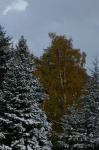 Herbst gegen Winter