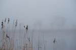 See im Nebel_7