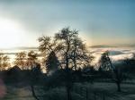 Baum am Nebelstrand