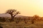 Sonnenuntergang in Ruaha