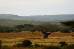 Ruaha im Sonnenuntergang