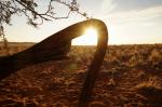 Kalahari - Before Sundown