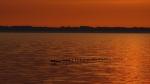 Wildgänse bei Sonnenaufgang