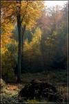 Herbstwald 2