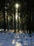 Winterwald