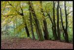 Herbstwald