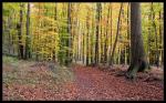 Herbstwald 3