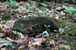 Fundstück im Wald