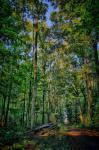 HDR_Wald_II