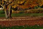 Herbstbaum