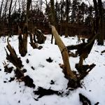 Winterwald 5