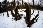 Winterwald 4