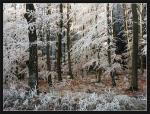 Winterwald