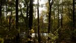 Wald im Herbst