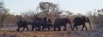 Etosha 2007