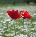 Klatschmohn