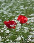 Mohn