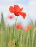 Mohn