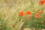 Kornfeld mit Mohn