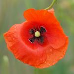 Mohn