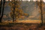 Heideromantik im Herbst