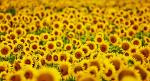 Tournesol