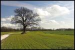 Baum im Frühjahr