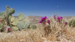 Arizona Desert Blossom