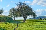 Wiese mit Baum als HDR