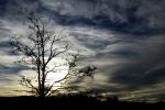 Baum mit Himmel