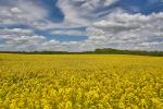 Rapsblüte in Brandenburg