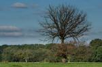 Baum und Vogel