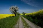 Frühling in der Uckermark