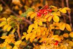 Herbstzeit ist Erntezeit