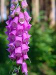 Fingerhut (Digitalis purpurea) 05