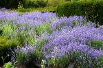 'Lavendel' bearbeitet