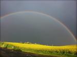 Regenbogen über Raps 1