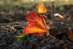 Natur im erstem Sonnenlicht