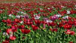 Mohn3