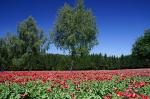 Mohn5